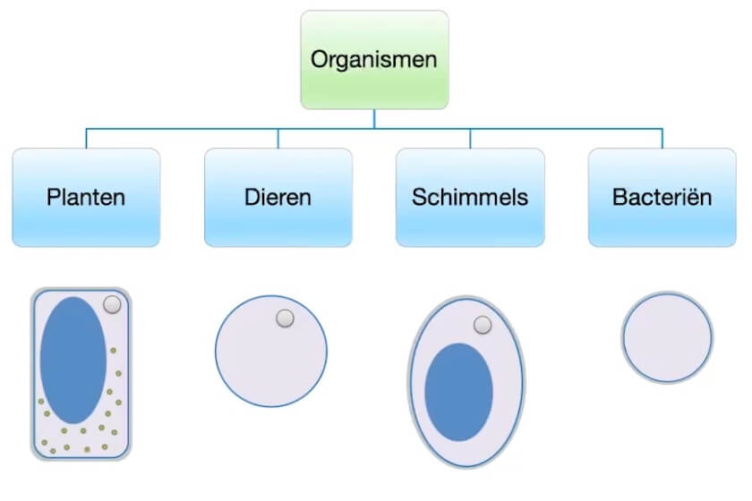 Biologie: De vier rijken