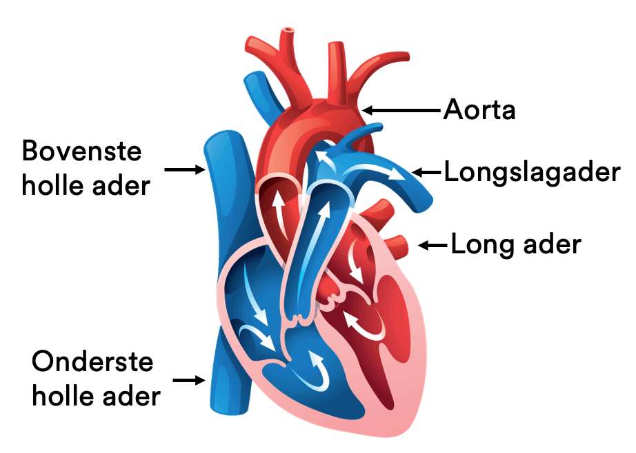 Samenvatting van Transport uit Nectar – 5 havo – 4 | StudyGo