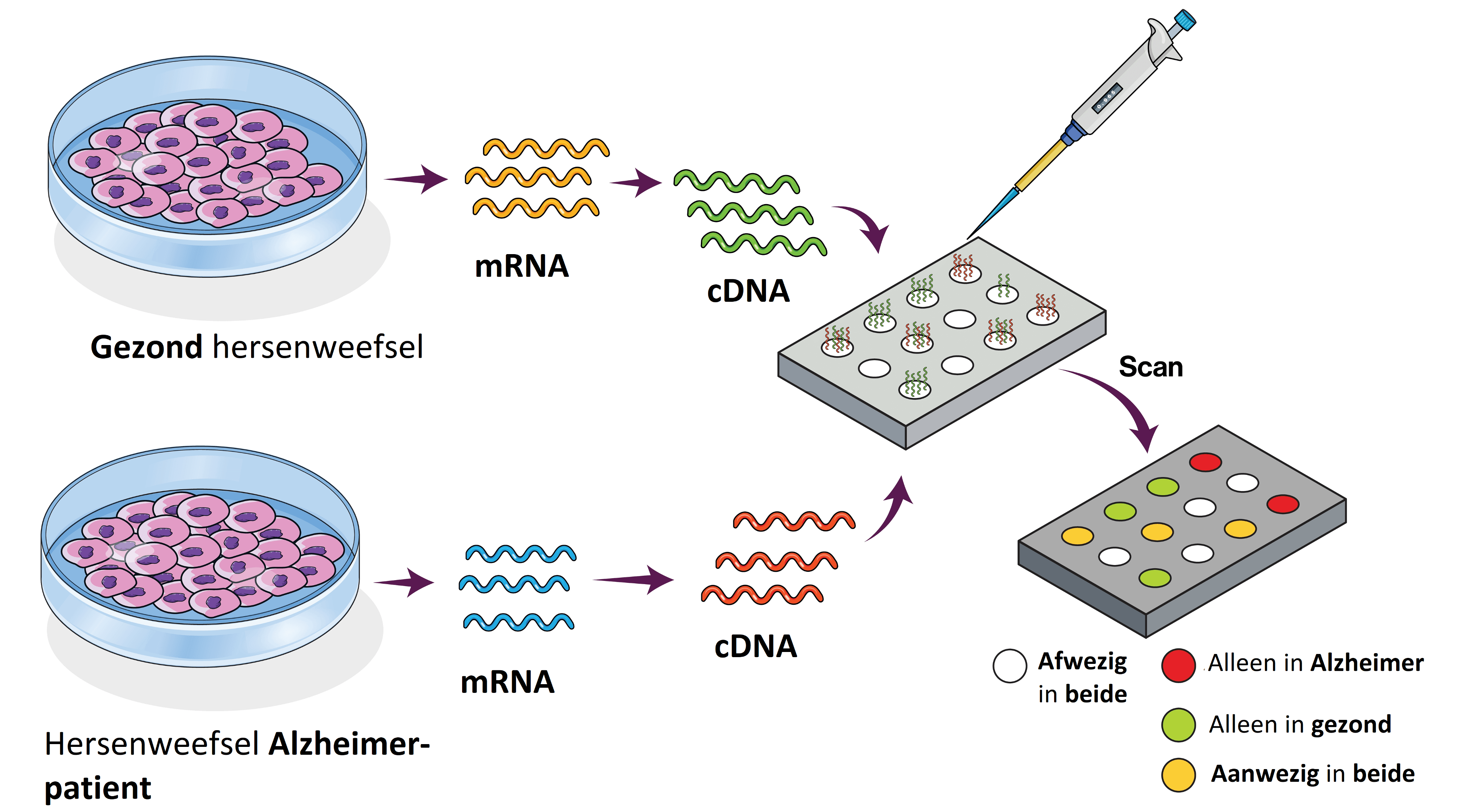 Eiwitten in een cel oefenen | StudyGo, image size:3720x2045