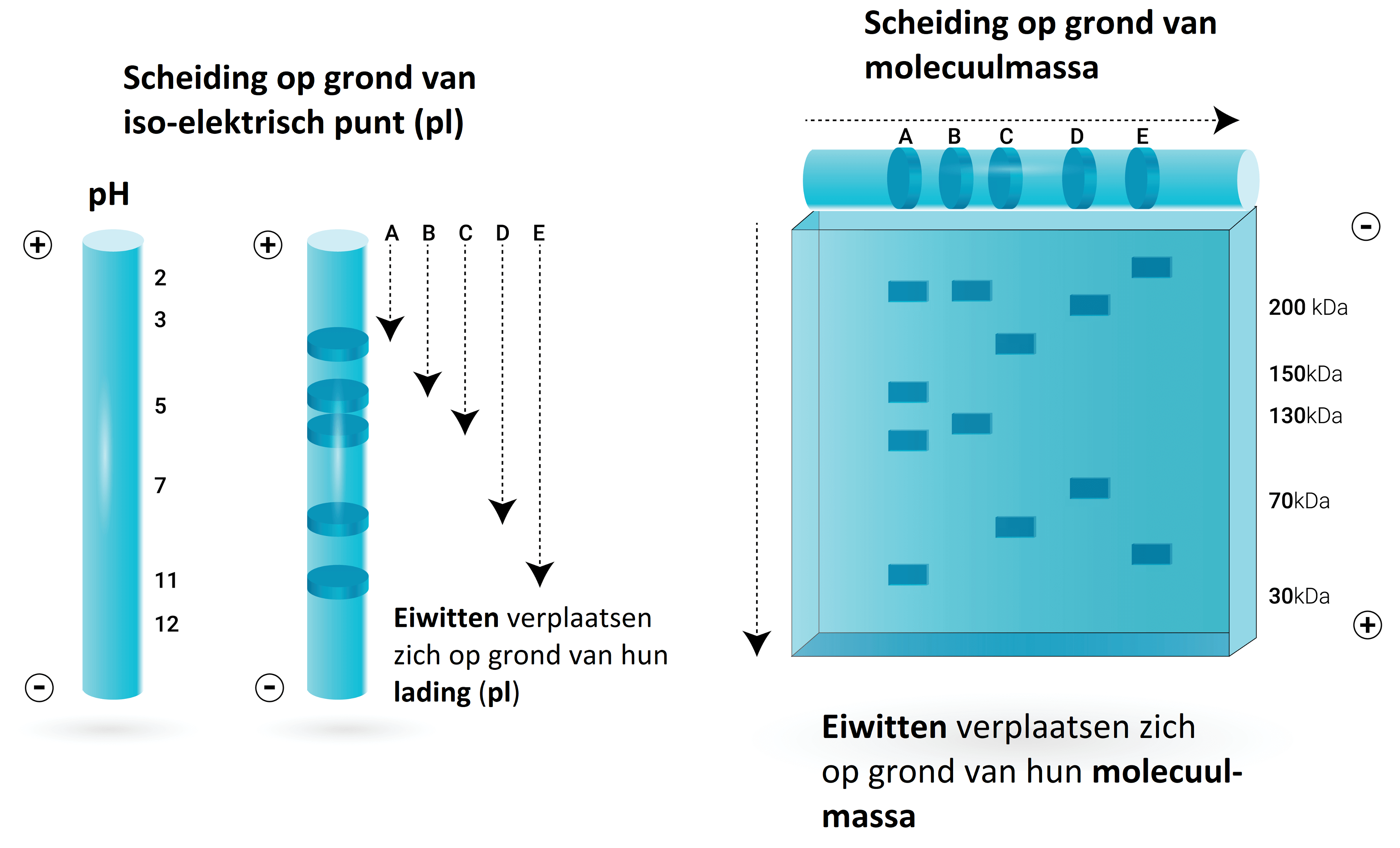 Eiwitten in een cel oefenen | StudyGo, image size:3574x2166