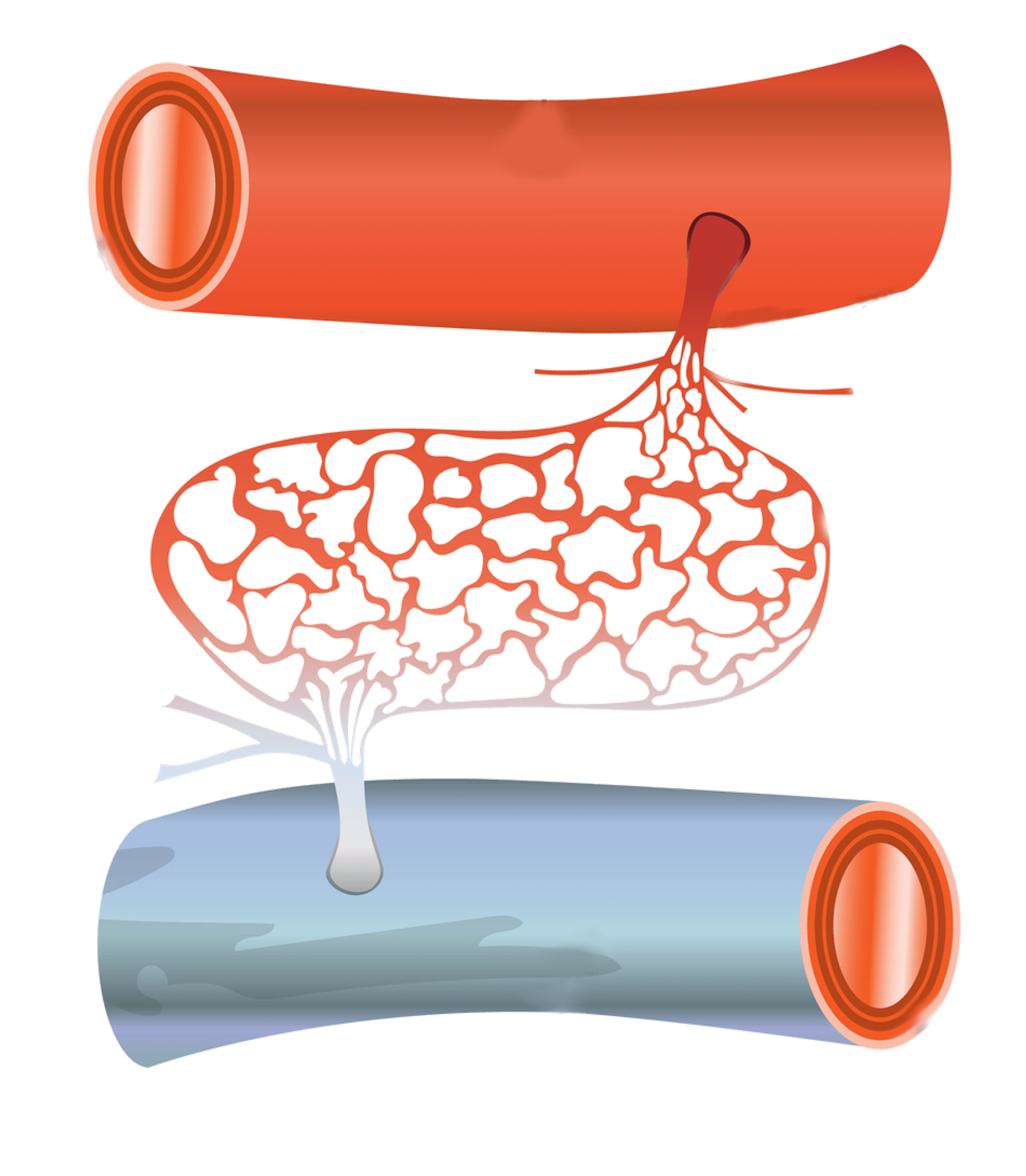 Het bloedvatenstelsel oefenen | StudyGo, image size:2536x2907